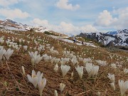 63 Monte Campo e i crocus